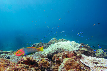美しいアオノメハタ（ハタ科）、ヤリカタギ（チョウチョウウオ科）、ソラスズメダイ（スズメダイ科）他。
伊豆諸島式根島-2020年10月
Peacock grouper (Cephalopholis argus), Chevron Butterflyfish (Chaetodon trifascialis), Heavenly Damselfish (Pomacentrus coelestis) 