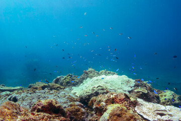 Fototapeta premium 美しいアオノメハタ（ハタ科）、ヤリカタギ（チョウチョウウオ科）、ソラスズメダイ（スズメダイ科）他。 伊豆諸島式根島-2020年10月 Peacock grouper (Cephalopholis argus), Chevron Butterflyfish (Chaetodon trifascialis), Heavenly Damselfish (Pomacentrus coelestis) 