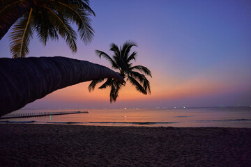 Wallpaper of coast with tall palm trees at sunset with gradient idyllic sky