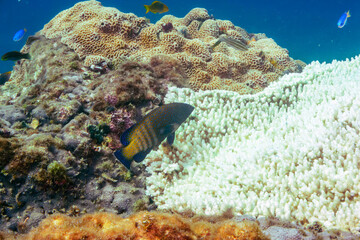 美しいアオノメハタ（ハタ科）、ヤリカタギ（チョウチョウウオ科）、ソラスズメダイ（スズメダイ科）他。
伊豆諸島式根島-2020年10月
Peacock grouper (Cephalopholis argus), Chevron Butterflyfish (Chaetodon trifascialis), Heavenly Damselfish (Pomacentrus coelestis) 