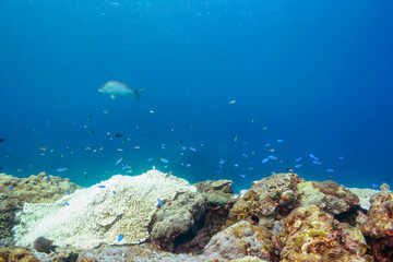 Fototapeta premium ハマフエフキ（フエフキダイ科）、ヤマブキベラ（ベラ科）、ソラスズメダイ（スズメダイ科）他の群れ。 伊豆諸島式根島-2020年10月 Spangled emperor （Lethrinus nebulosus) Yellow-brown wrasse (Thalassoma lutescens) Heavenly Damselfish (Pomacentrus coelestis) 