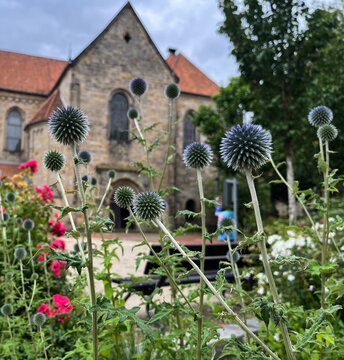 Kigeldisteln vor der Klosterkriche in Barsinghausen
