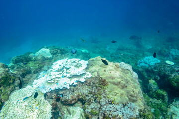 逆光の美しいオヤビッチャ（スズメダイ科）、チョウチョウウオ（チョウチョウウオ科）他の群れ。

東京都伊豆諸島式根島-2020年10月

A school of the Beautiful Sergeant Major (Abudefduf vaigiensis), Oriental ButterflyFish (Chaetodon aurites) and others.
