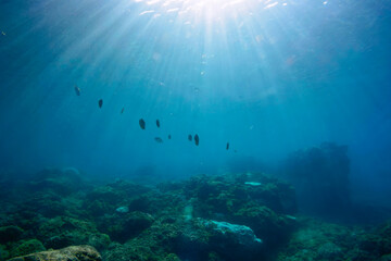 逆光の美しいオヤビッチャ（スズメダイ科）、チョウチョウウオ（チョウチョウウオ科）他の群れ。

東京都伊豆諸島式根島-2020年10月

A school of the Beautiful Sergeant Major (Abudefduf vaigiensis), Oriental ButterflyFish (Chaetodon aurites) and others.
