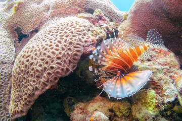 広げた羽根が美しいキリンミノ（フサカサゴ科）。

東京都伊豆諸島式根島-2020年10月

The Beautiful Zebra turkeyfish (Dendrochirus zebra) and others. 
