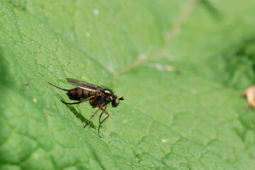 Fly