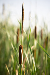 Vertical landscape photo of reeds on the shore of a lake on a sunny summer evening.