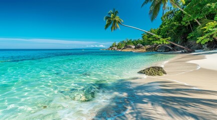 Naklejka premium Coconut Palm Tree Leaning Over White Sand Beach Into Tropical Blue Ocean Waters