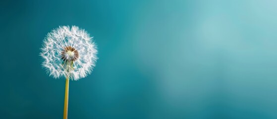  A dandelion floats in the wind against a blue backdrop Its soft, blurred silhouette amplifies its delicate presence