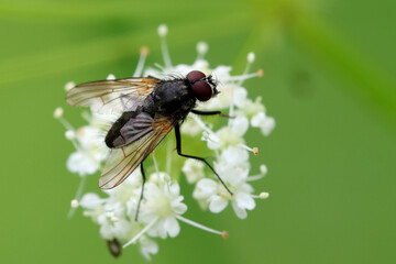 Insect