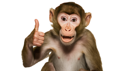  A monkey giving a thumbs up isolated on white background.
