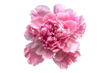 Blossoming peony petals isolated on transparent background
