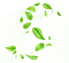 3d abstract green leaves swirl wave line, spiral wind effect isolated on white background. Flow fresh mint or tea foliage, herbal leaf falling and flying in air, render design element. 3D illustration