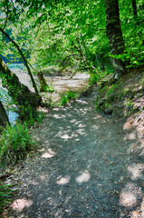 Path in the forest in Yedi Goller (Seven Lakes) National Park, Bolu, Turkey