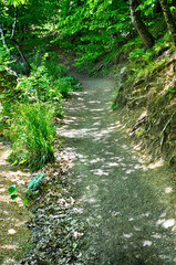Path in the forest in Yedi Goller (Seven Lakes) National Park, Bolu, Turkey