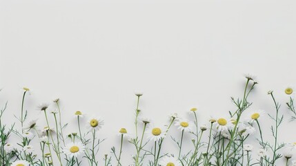 Daisies in the wild on a white backdrop