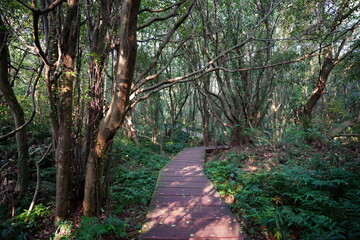 Obraz premium fine forest walkway in the gleaming sunlight