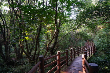 Fototapeta premium fine walkway in autumn forest