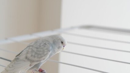 a portrait of t blue parrot perched at home, showcasing its colorful feathers and charm.