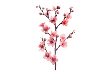Cheery blossom stalk isolated on transparent background