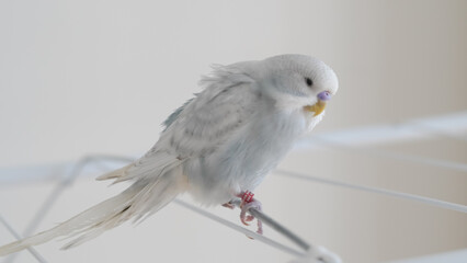 a portrait of t blue parrot perched at home, showcasing its colorful feathers and charm.
