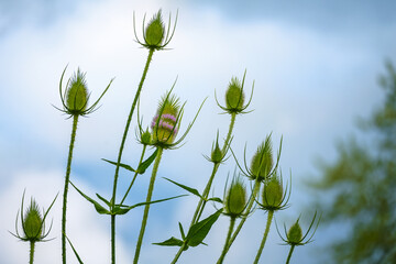 Group of wild teasel heads (Dipsacus fullonum) in the beginning of blooming, typical two belts of...