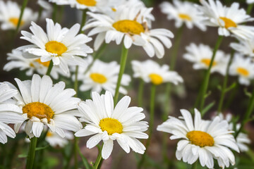 Flowering daisies (Leucanthemum vulgare) growing in a natural garden bed, cultivated ornamental perennial plant, selected focus