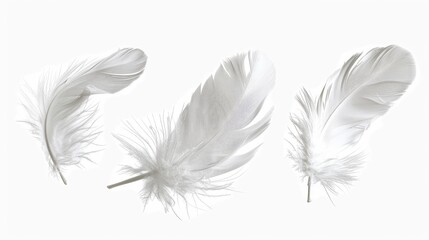 Obraz premium White feathers fly in the air, isolated on a white background