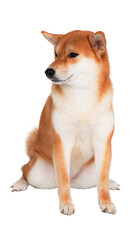 Smiling Shiba Inu with Eyes Closed sitting comfortably against a clean white background