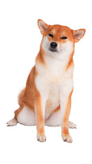 Smiling Shiba Inu with Eyes Closed sitting comfortably against a clean white background