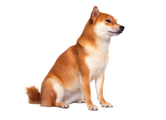 Smiling Shiba Inu with Eyes Closed sitting comfortably against a clean white background