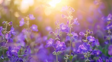 Obraz premium Beautiful natural background with violet field flowers
