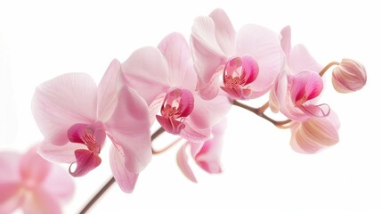 Beautiful pink Phalaenopsis orchid on white backdrop