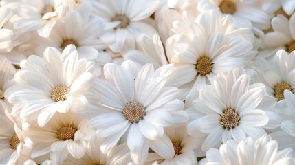 Beautiful White Flowers Ideal for Backgrounds