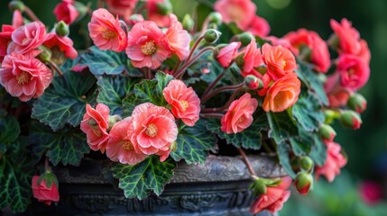 Begonias thrive in compact root systems in pots