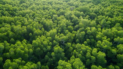 Naklejka premium Mangrove forest. Biodiversity. Environment