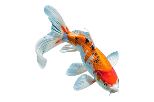 Colorful koi fish isolated on transparent background