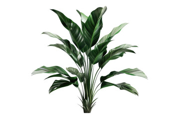Fototapeta premium Cordyline plant isolated on transparent background
