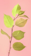 Obraz premium Green leaves isolated on pink background