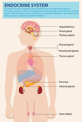 Illustration of major endocrine glands and organs