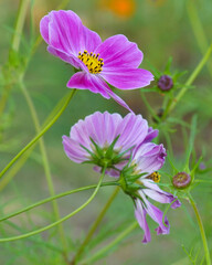 Fototapeta premium close up of flowers of cosmos
