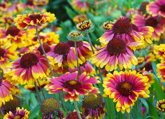 flowers in the garden