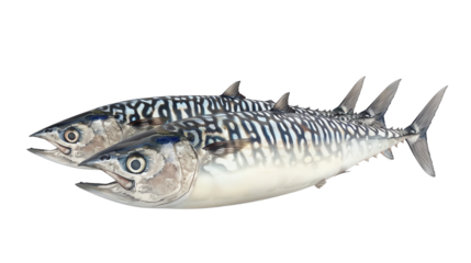Close-up of two fresh mackerel fish with distinctive markings, ideal for culinary and seafood-themed projects.