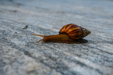 snail on the road