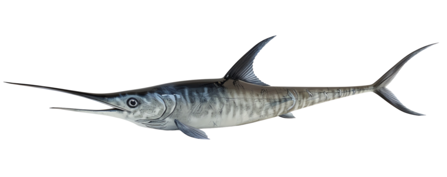 Illustration of a swordfish with streamlined body and long bill, isolated on a white background. Perfect for marine life and ocean-related themes.