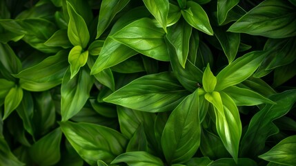 A dense cluster of vibrant green leaves, vivid colors, full of life and freshness