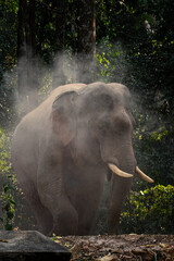 Fototapeta premium The wild elephant playing while people watching at Kaoyai Thailand.
