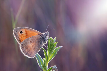Obraz premium Cute butterfly. Small Heath. Coenonympha pamphilus. Macro nature. Nature background. 