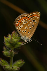 Cute Butterfly. Polyommatus icarus. Common Blue. Nature background. 