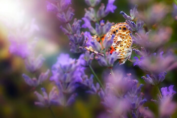 Colorful Butterfly. Painted Lady. Vanessa cardui. Macro nature. Nature background. 